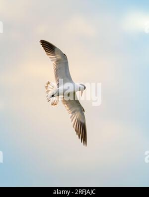 Kaspischer Ternenvogel im Flug gegen den Morgenhimmel. Schönheit in der Natur, ruhiger Morgen im Bundala-Nationalpark, Sri Lanka Stockfoto