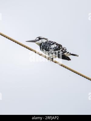 Isolierte Rattenkönigsbucht auf einem Telefonkabel, Foto vor dem klaren Himmel. Stockfoto