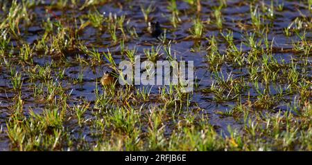 Sri Lanka Paddy Field Frog (Minervarya Greenii) im Horton Plains National Park. Stockfoto