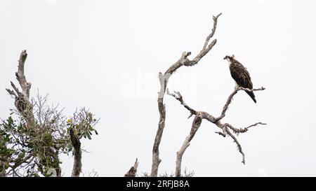 Osprey-Barsch auf einem toten Ast hoch über dem Wasserstrom, Osprey-Vogel isoliert gegen den düsteren grauen Himmel. Stockfoto