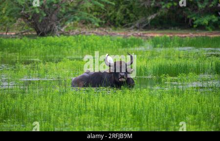 Wilde Wasserbüffel, die sich nach dem heftigen Regen im Yala-Nationalpark in einer Wasserpfütze abkühlen, Büffel und sein Kumpel Weißreiher fotografieren. Stockfoto