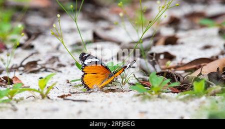 Einfacher Tiger Butterfly, der Mineralien aus dem feuchten Sand im Yala-Nationalpark, Sri Lanka, erhält. Stockfoto