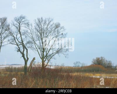 Rotschwanz-Hawk-Raptor-Vogel hoch oben in einem Baum an einem verschneiten, kalten Tag Stockfoto