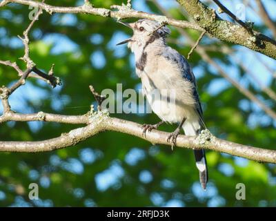 Blue Jay Bird Beak Open hoch oben auf dem Ast bei Sonnenaufgang Stockfoto