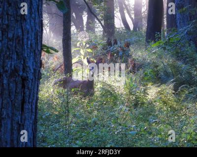 Weißwedelhirsche wandern bei Sonnenaufgang durch den Wald Stockfoto