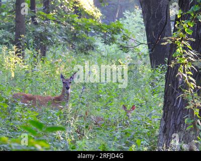 Mom und Baby Weißwedelhirsche wandern bei Sonnenaufgang durch den Wald Stockfoto