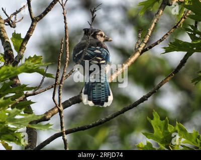 Blue Jay Bird stand bei Sonnenuntergang in einem Baum Stockfoto