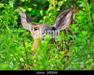 Weißschwanzhirsch mit großen Ohren, die an einem Sommertag durch Wildblumen hinaufschauen Stockfoto