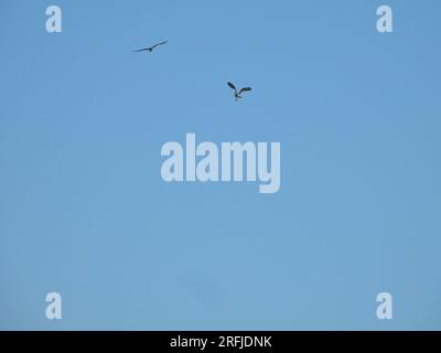 Fischadler fliegen an einem Sommertag zusammen durch den klaren blauen Himmel Stockfoto