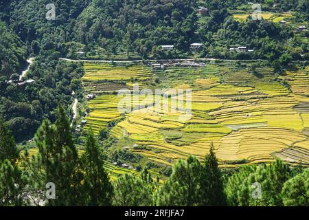 Weitläufiger Blick auf hellgrüne Reisterrassen, sichtbar von der Spitze von Khamsum Yulley Namgyal Chorten in der Nähe von Yepaisa Village, Punakha District, Bhutan Stockfoto