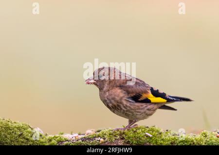 Europäischer Goldfink (Carduelis carduelis) Juvenile Vögel fressen sich von beködertem Mossenholz Stockfoto