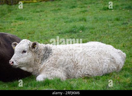 Kuh und Kalb im Liegen Stockfoto