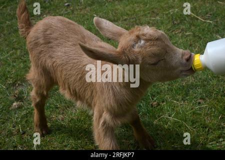 goldene guernsey-Ziege Stockfoto