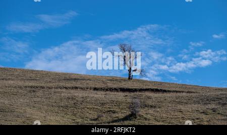 Einsamer, trockener Baum mit leerem Blattnast in der Mitte des trockenen Feldes in Epirus Griechenland, Winter, sonniger Tag, blauer Himmel Hintergrund. Dürre, trockenes Gras, Platz Stockfoto