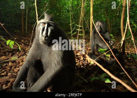 Sulawesi-Schwarzkammmakaken (Macaca nigra) im Naturschutzgebiet Tangkoko, North Sulawesi, Indonesien. Laut einem Team von Wissenschaftlern unter der Leitung von Marine Joly, das im Juli 2023 im International Journal of Primatology veröffentlicht wurde (Zugriff über Springer), stieg die Temperatur im Wald von Tangkoko an und die Gesamtfruchtmenge sank. „Zwischen 2012 und 2020 stiegen die Temperaturen im Wald um bis zu 0,2 Grad Celsius pro Jahr, und der Obstreichtum sank insgesamt um 1 Prozent pro Jahr“, schrieben sie. Stockfoto