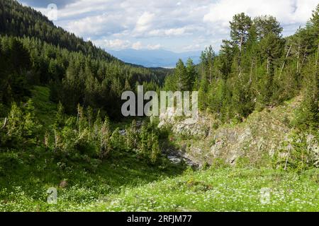 Fichtenwald und Bach im Pirin-Nationalpark. Wunderschöne Naturlandschaft in Bulgarien. Stockfoto
