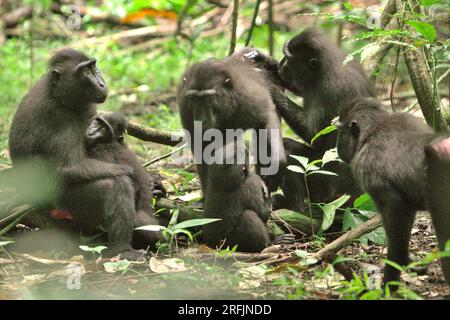 Sulawesi-Schwarzkammmakaken (Macaca nigra) im Naturschutzgebiet Tangkoko, North Sulawesi, Indonesien. Laut einem Team von Wissenschaftlern unter der Leitung von Marine Joly, das im Juli 2023 im International Journal of Primatology veröffentlicht wurde (Zugriff über Springer), stieg die Temperatur im Wald von Tangkoko an und die Gesamtfruchtmenge sank. „Zwischen 2012 und 2020 stiegen die Temperaturen im Wald um bis zu 0,2 Grad Celsius pro Jahr, und der Obstreichtum sank insgesamt um 1 Prozent pro Jahr“, schrieben sie. Stockfoto