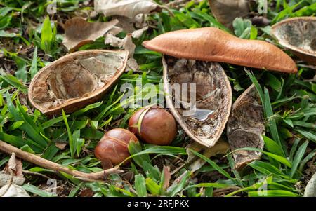 Schwarze Bohnenbaum-Hülsen auf dem Boden, die sich in zwei Teile geteilt haben, mit Samen daneben Stockfoto