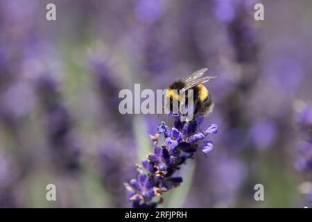 Hummelbiene auf Lavendelblume Stockfoto