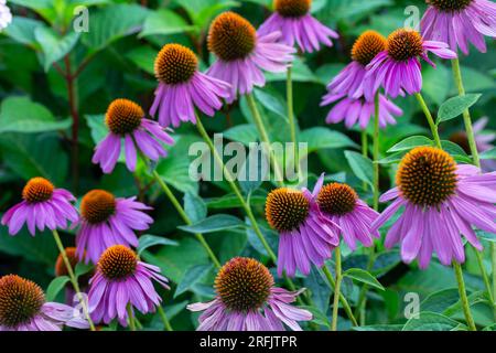 Vollformattexturhintergrund aus lilafarbenen Coneflowers (Echinacea purpurea), die in einem sonnigen Schmetterlingsgarten blühen Stockfoto