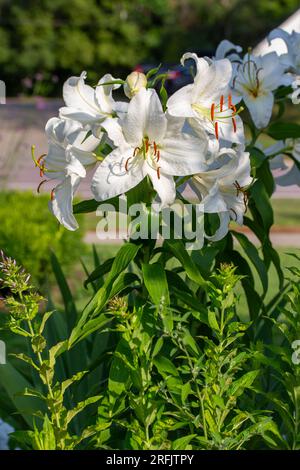 Nahaufnahme einer orientalischen Lilienpflanze (lilium) mit wunderschönen großen weißen Blumen, die am frühen Abend in einem sonnigen Garten blühen Stockfoto