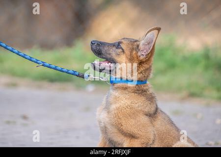 Süßer brauner Deutscher Schäferhund Baby Hündchen schaut den Besitzer genau an. Stockfoto