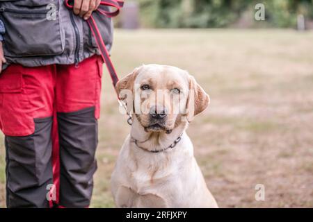 Lächelnder labrador-Hund im Stadtparkporträt. Lächelnd und aufblickend. Stockfoto