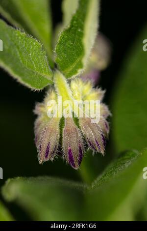 Beinwell, Symphytum officinale, Blumen. Natürliches Nahaufnahme blühendes Pflanzenporträt Stockfoto