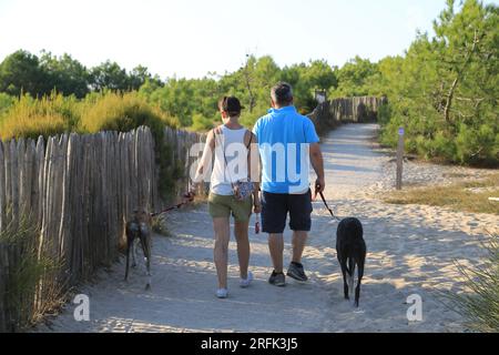 Ehepaar en Promenade avec leurs chiens à la pointe du Cap Ferret sur le Bassin d’Arcachon, Gironde, Nouvelle Aquitaine, Frankreich, Europa Stockfoto