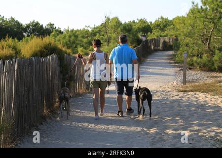 Ehepaar en Promenade avec leurs chiens à la pointe du Cap Ferret sur le Bassin d’Arcachon, Gironde, Nouvelle Aquitaine, Frankreich, Europa Stockfoto