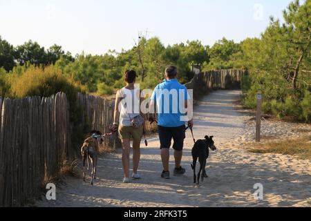 Ehepaar en Promenade avec leurs chiens à la pointe du Cap Ferret sur le Bassin d’Arcachon, Gironde, Nouvelle Aquitaine, Frankreich, Europa Stockfoto