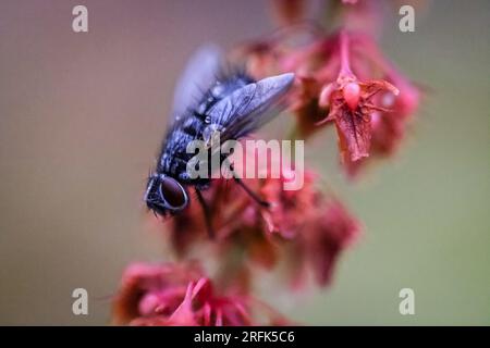 Bluebottle Fliege (Diptera, Calliphoridae) auf einer rosafarbenen Blume von einer Dock-Blattpflanze, gut beleuchtetes Makro-Naturfoto von Insekten. Stockfoto