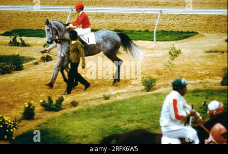 Jockey on Horse auf der Rennstrecke Saudi Arabien Stockfoto