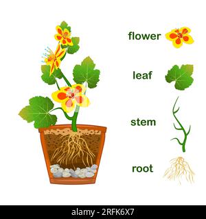 Pflanzenteile. Schema mit Bezeichnungen von Pflanzenteil mit grünen Blättern, Blumen, Stamm und Wurzelsystem. Diagramm für Botanikunterricht. Vektordarstellung Stock Vektor
