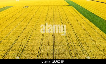 Luftdrohnenansicht der Natur in Moldawien. Weites Feld mit gelben Ausgangspunkten Stockfoto