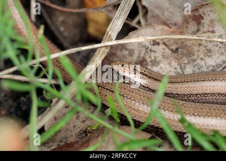 Langsame Wurm Anguis fragilis, bronzefarbener goldener Schlangenkörper, aber ist eine Eidechse ohne Beine in einem sonnigen Bereich des Gartens, in der Nähe von alten Blättern und Vegetation Stockfoto