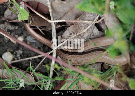 Langsame Wurm Anguis fragilis, bronzefarbener goldener Schlangenkörper, aber ist eine Eidechse ohne Beine in einem sonnigen Bereich des Gartens, in der Nähe von alten Blättern und Vegetation Stockfoto