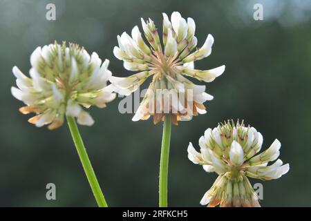 Weißes Kriechklee (Trifolium repens) wächst im Sommer in der Natur Stockfoto