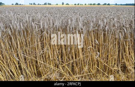 Weizenohren reiften auf einem Feld Stockfoto