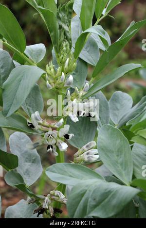 Auf dem Feld der blühenden Pferdebohne (Vicia faba) Stockfoto