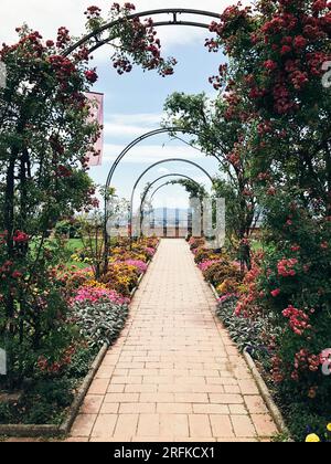 Gewölbte Passage mit Kletterrosen Stockfoto