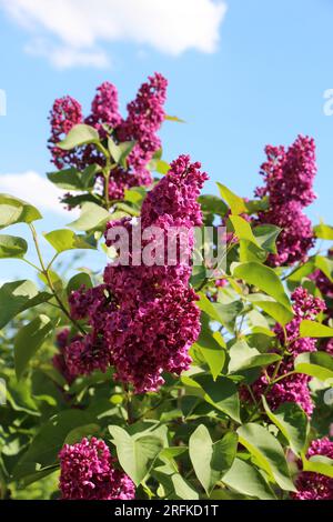 Im Mai blüht Flieder im Garten Stockfoto