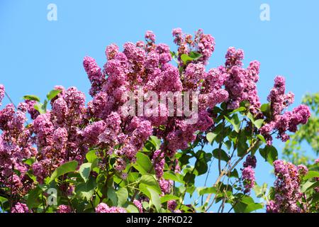 Im Mai blüht Flieder im Garten Stockfoto