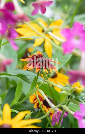 Rudbeckia. Coneflower an einer englischen Gartengrenze. UK Stockfoto