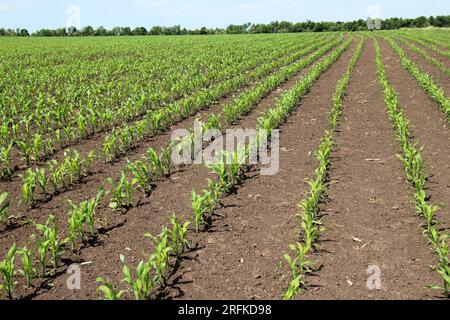 Auf dem Feld des Landwirts gibt es Reihen junger Maiskeimlinge. Stockfoto