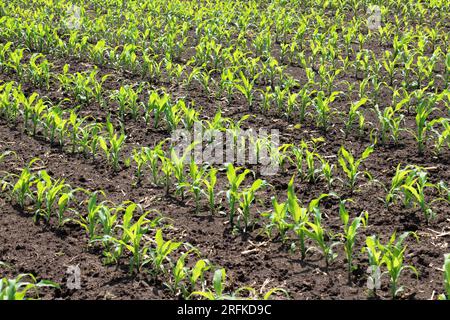 Auf dem Feld des Landwirts gibt es Reihen junger Maiskeimlinge. Stockfoto