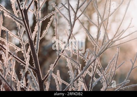 Sanftes goldenes Licht auf gefrorenen Ästen an einem sonnigen Winternachmittag Stockfoto