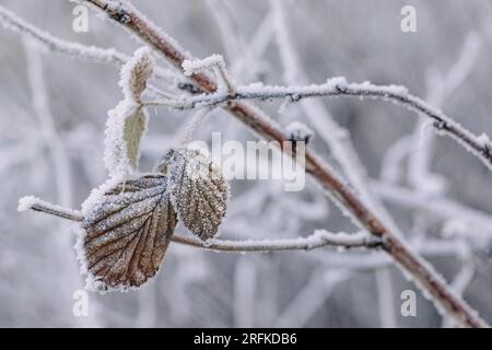 Bromblase mit Frost und Eis bedeckt Stockfoto