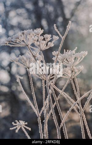 Frostige Petersilie-Stiele und Samenköpfe auf einem morgendlichen Spaziergang im Winter Stockfoto