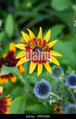 Rudbeckia. Coneflower an einer englischen Gartengrenze. UK Stockfoto